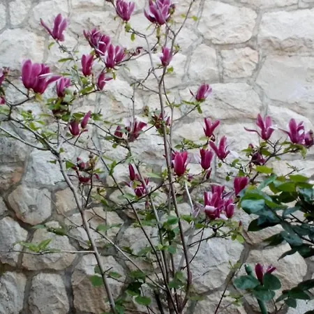 Apartamento Miljana Postira